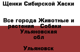 Щенки Сибирской Хаски - Все города Животные и растения » Собаки   . Ульяновская обл.,Ульяновск г.